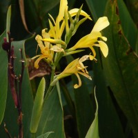 Canna indica L.